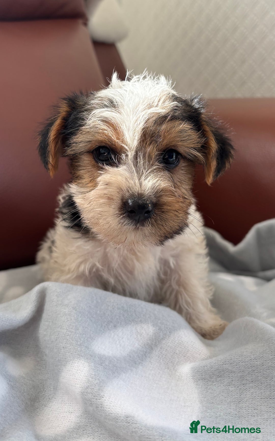 Mixed Breed dogs for sale: Yorkshire terrier/Jack Russell - Image 25