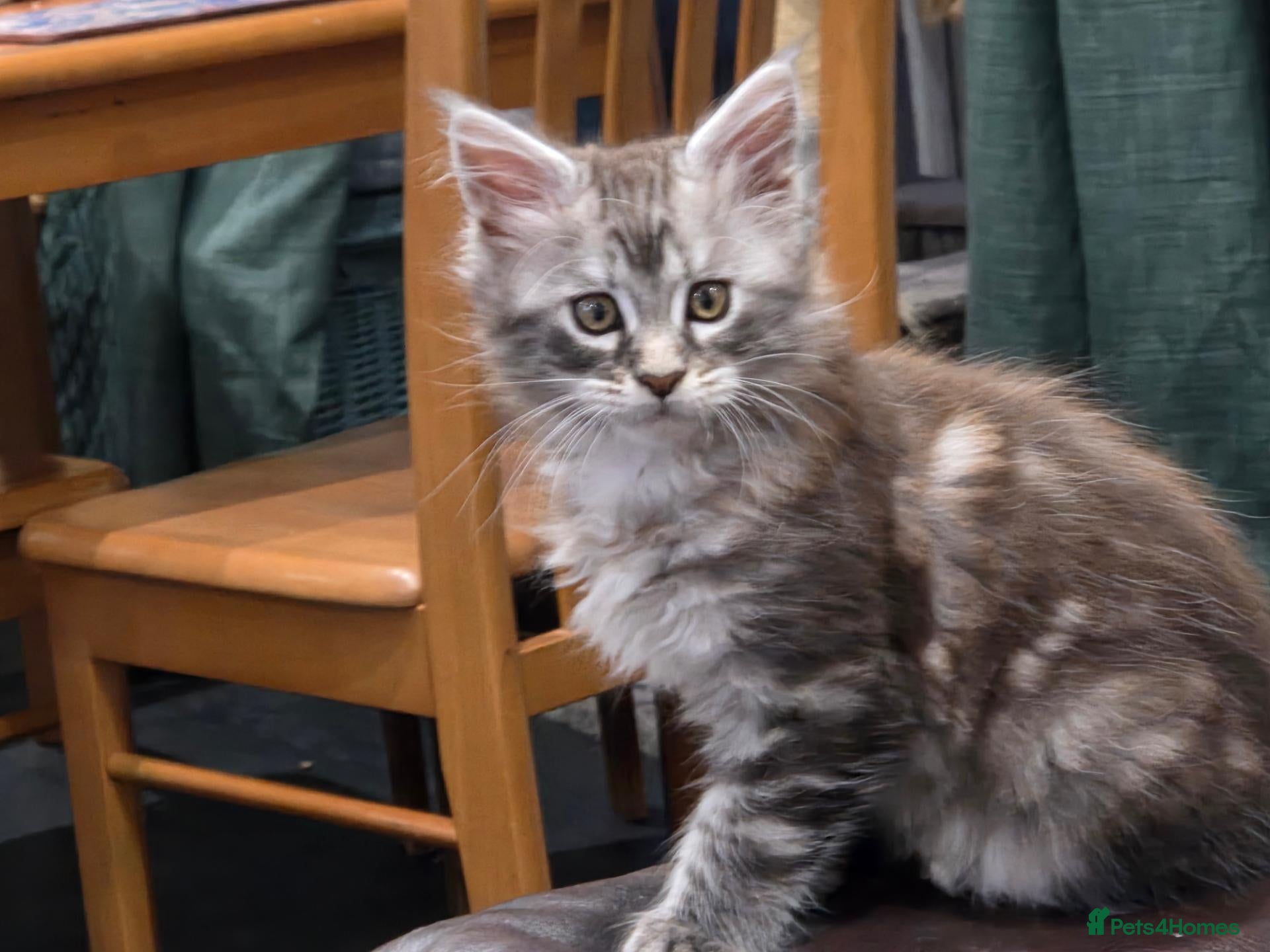 Maine Coon cats Maine coon Singleton kitten  - Advert 13