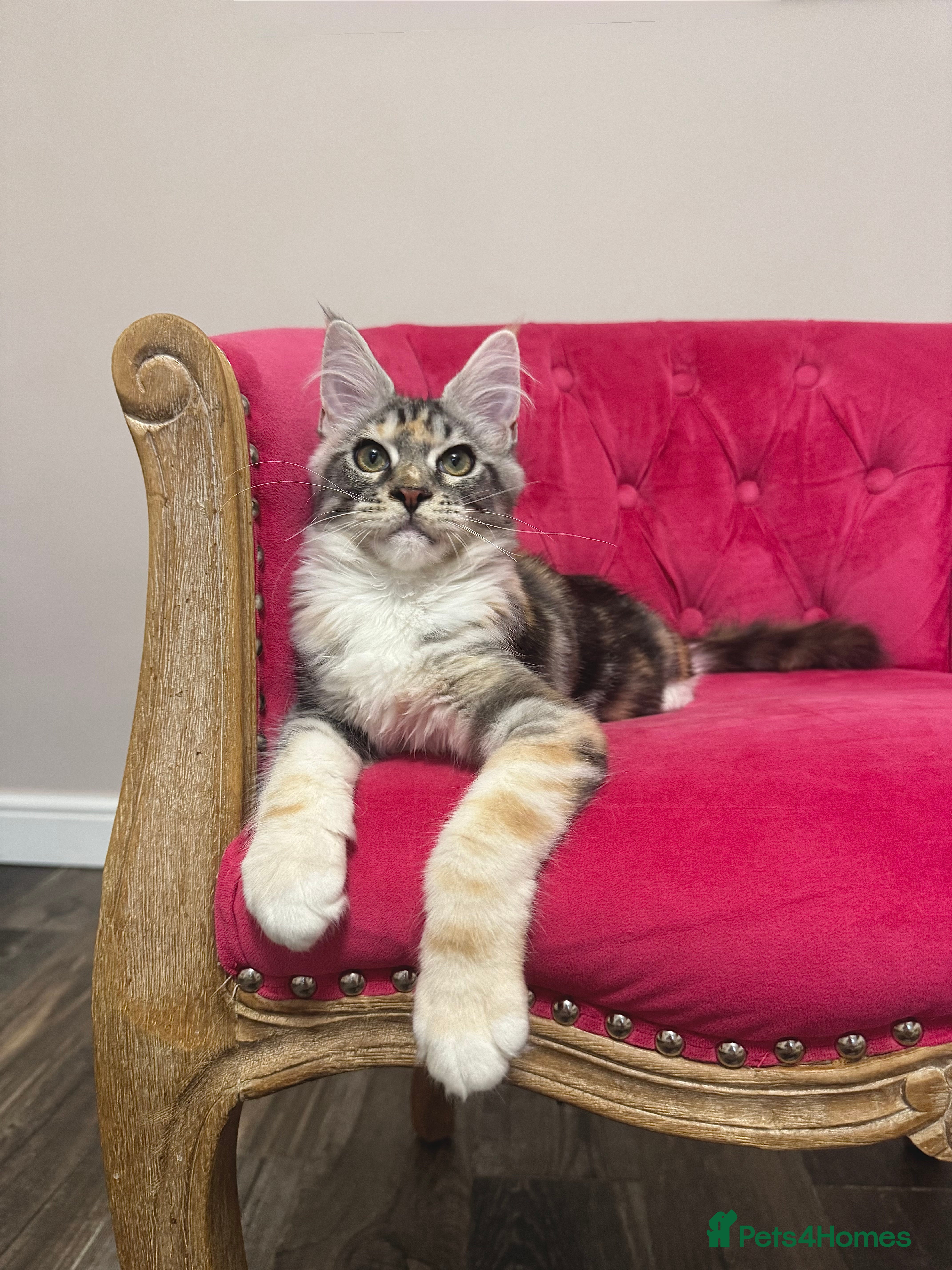 Maine Coon cats MaineCoon Kittens 🏆20+Gen🧬 Outstadning Pedigree - Advert 18