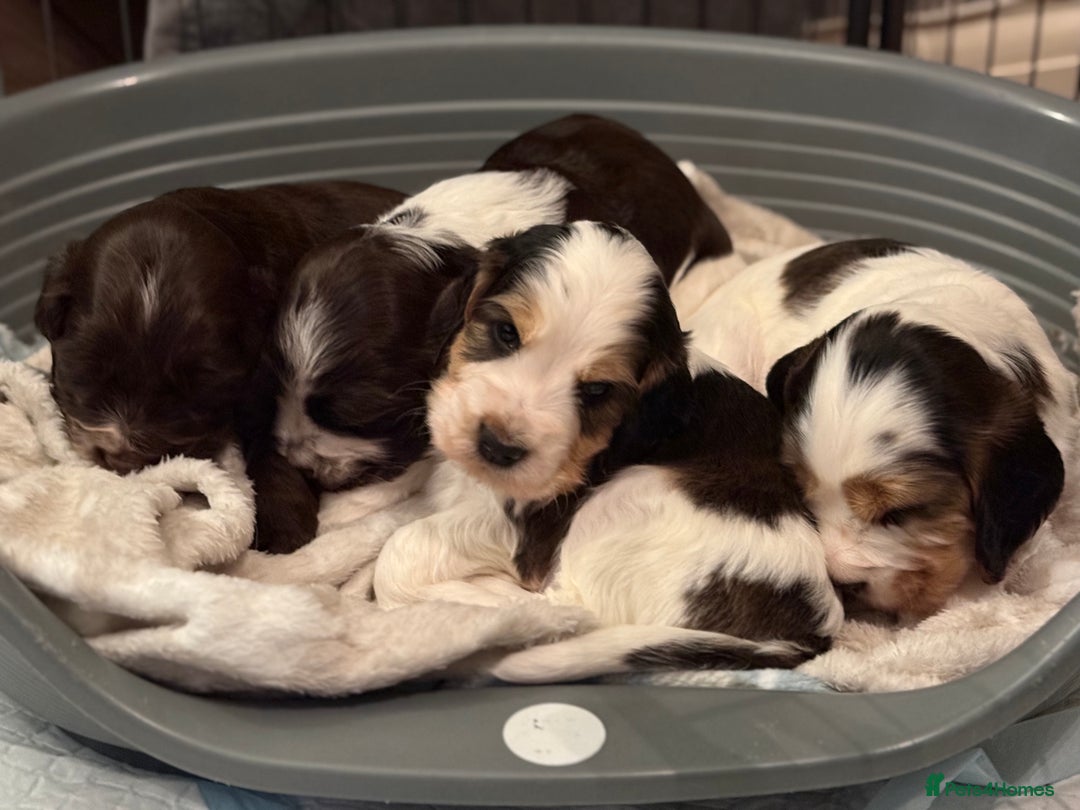 Cocker Spaniel dogs for sale: True to type Show Cocker Spaniels - KC reg parents - Advert 11