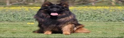 German Shepherd dogs for sale: Top Quality German shepherd Long Hair Puppies 🐾🥰 - Advert 4