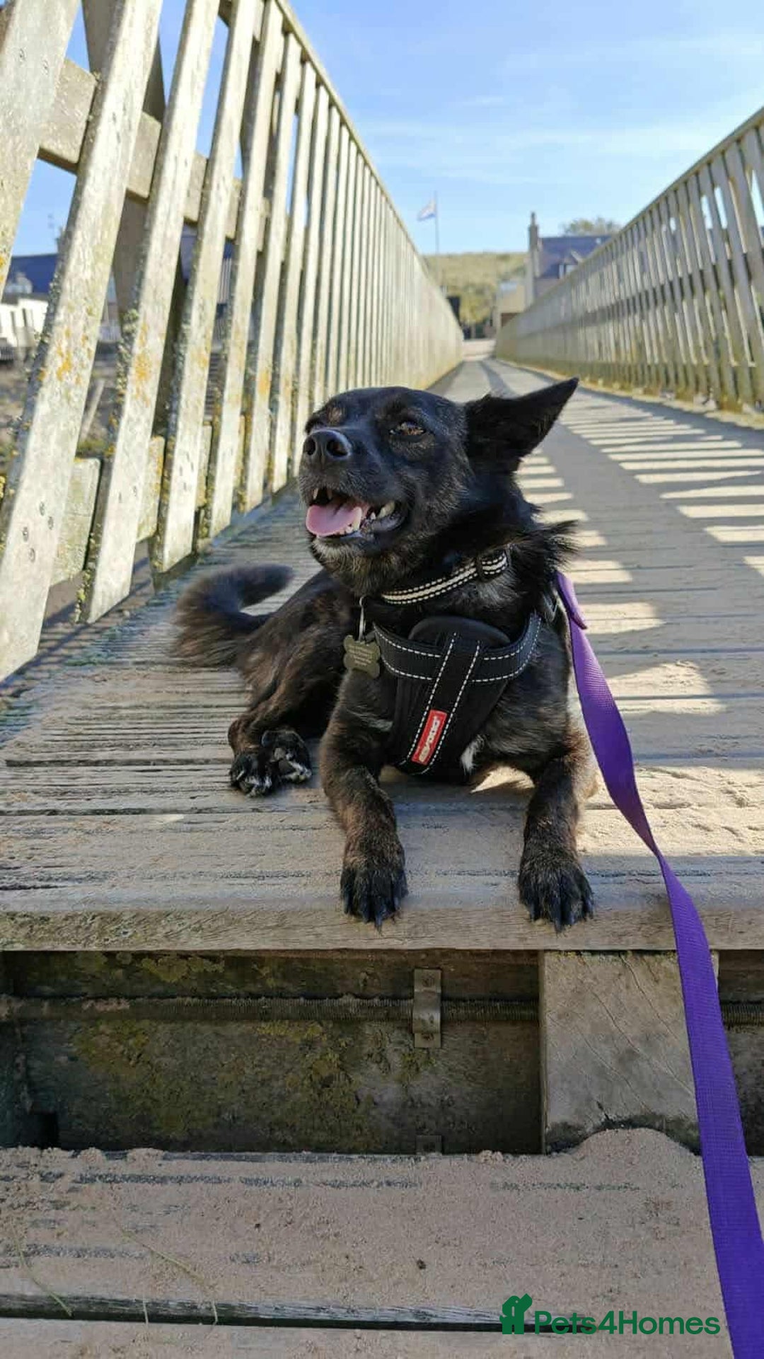 Mixed Breed dogs for adoption: Annie - a little dog with a big heart ❤️ - Image 13