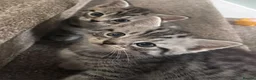 British Shorthair cats for sale: Silver Tabby BSH Cross Kittens – Ready Soon! - Advert 7