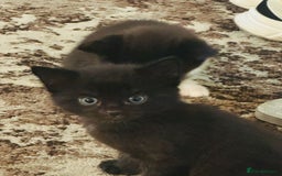 Domestic Shorthair cats for sale: FREE  3 KITTENS LOOKING FOR Forever Home - Image 16