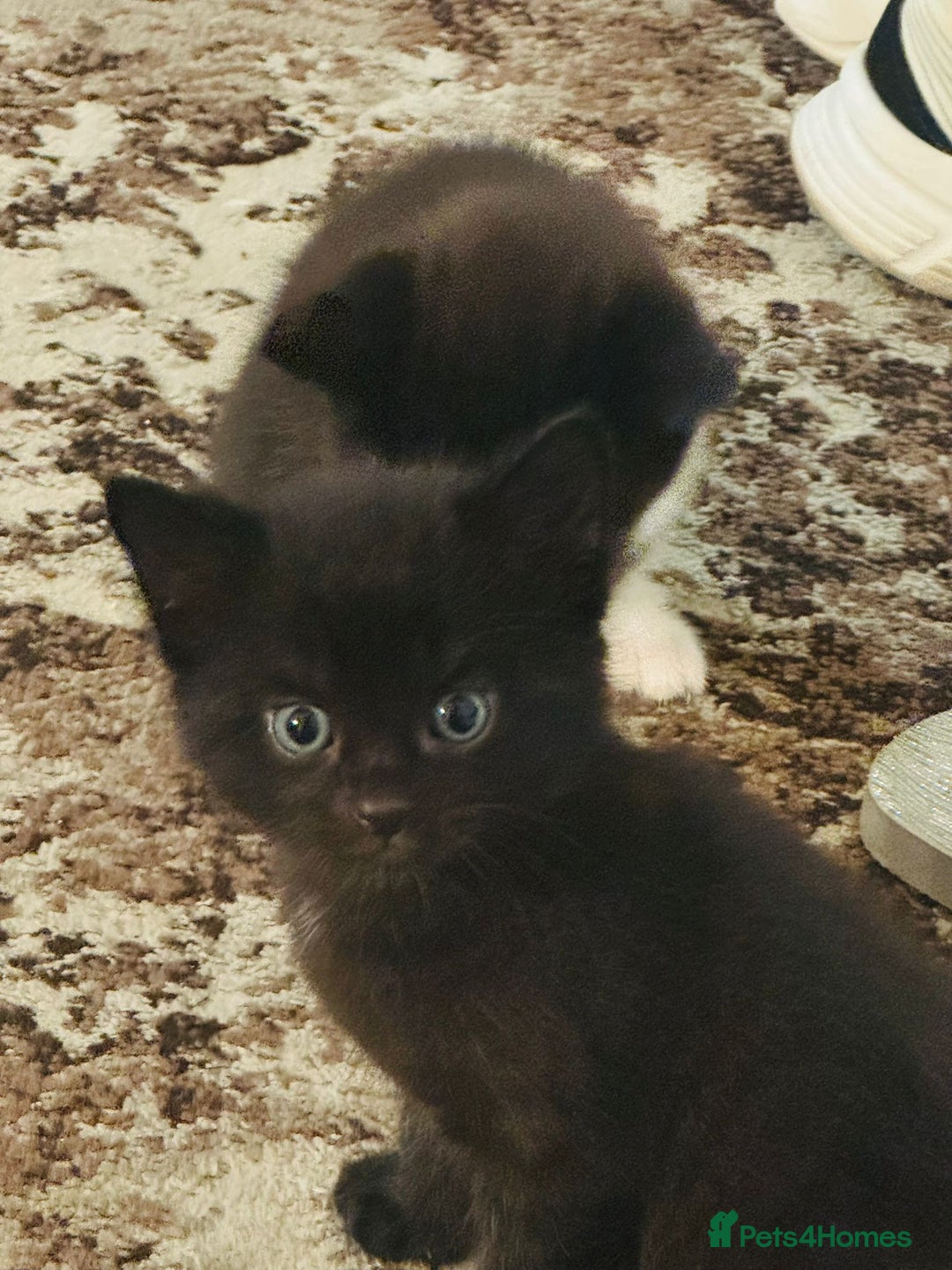 Domestic Shorthair cats for sale: FREE  3 KITTENS LOOKING FOR Forever Home - Image 16