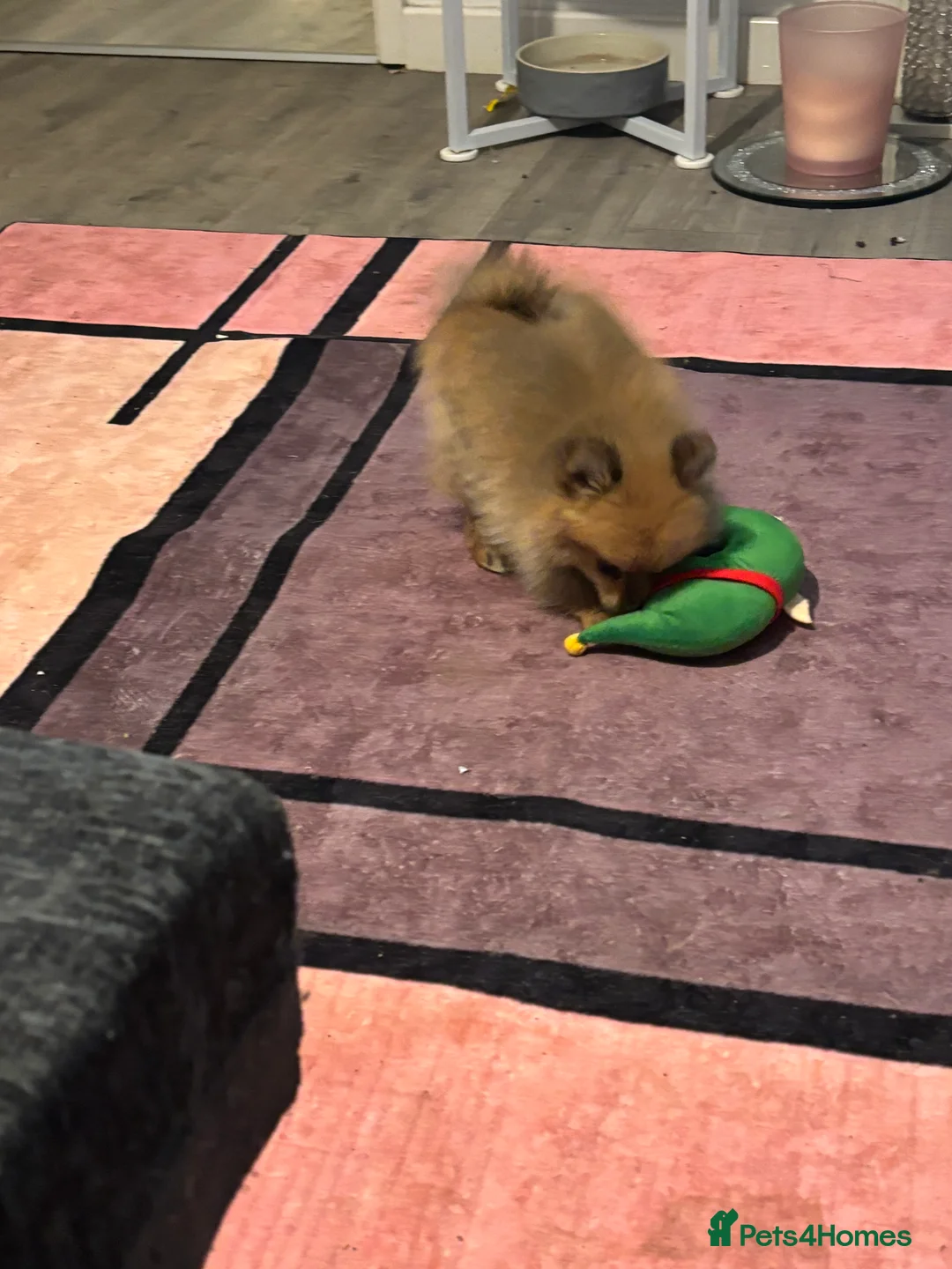 Pomeranian dogs for sale: Pomeranian puppies - Advert 10