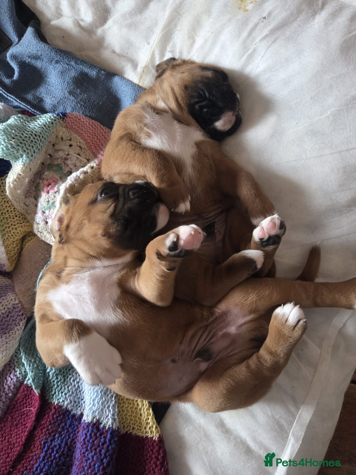 Boxer dogs KC Reg Boxer Puppies  - Advert 1