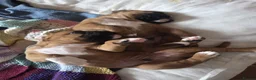 Boxer dogs for sale: KC Reg Boxer Puppies  - Advert 1