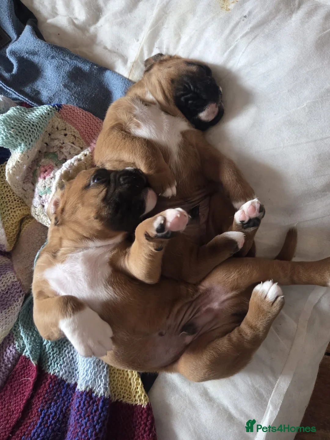 Boxer dogs for sale: KC Reg Boxer Puppies  - Advert 1