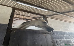 Irish Thoroughbred horses for sale: Irish thoroughbred  - Image 5