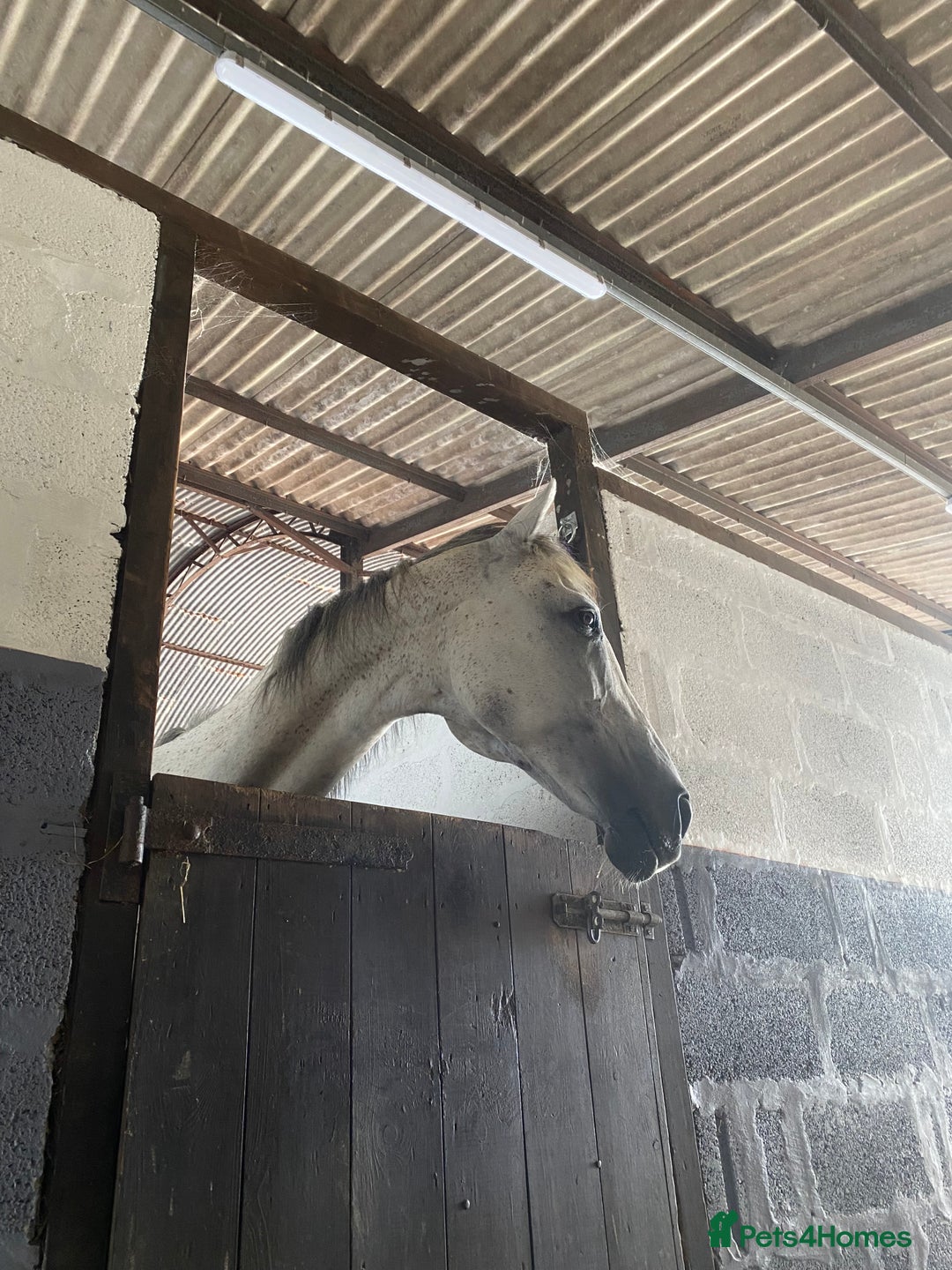 Irish Thoroughbred horses for sale: Irish thoroughbred  - Image 5