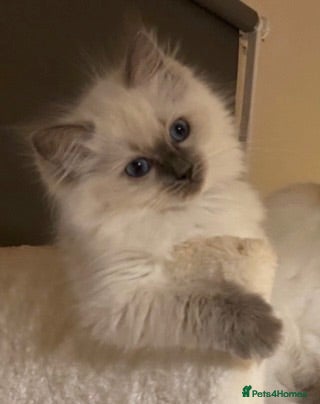 Ragdoll cats 🐾Brother and sister ready now🐾 - Advert 5