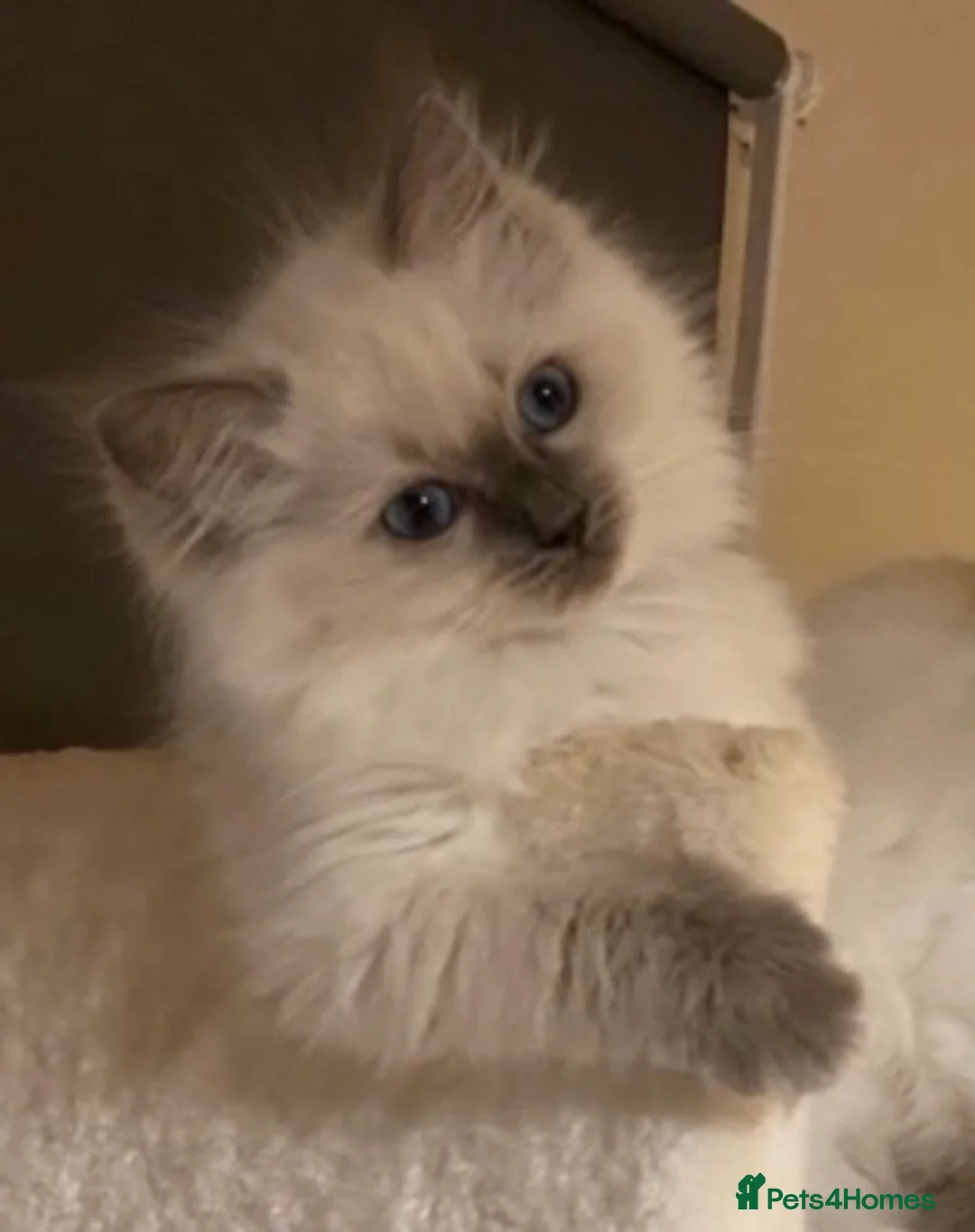 Ragdoll cats for sale: 🐾Brother and sister ready now🐾 - Advert 1