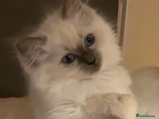 Ragdoll cats 🐾Brother and sister ready now🐾 - Advert 13