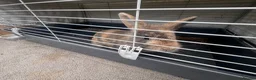 Lionhead rabbits for sale: Mixed Netherland and lionhead  in Pudsey - Advert 5
