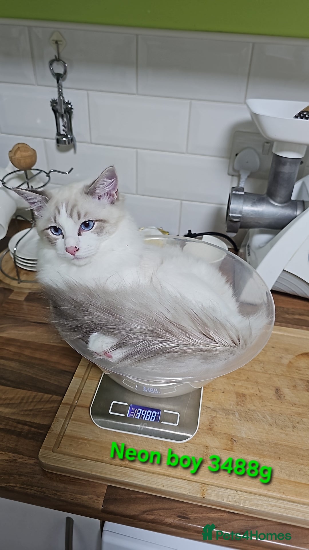 Ragdoll cats for sale: Pedegree Active Gccf 2 boys left  - Advert 34