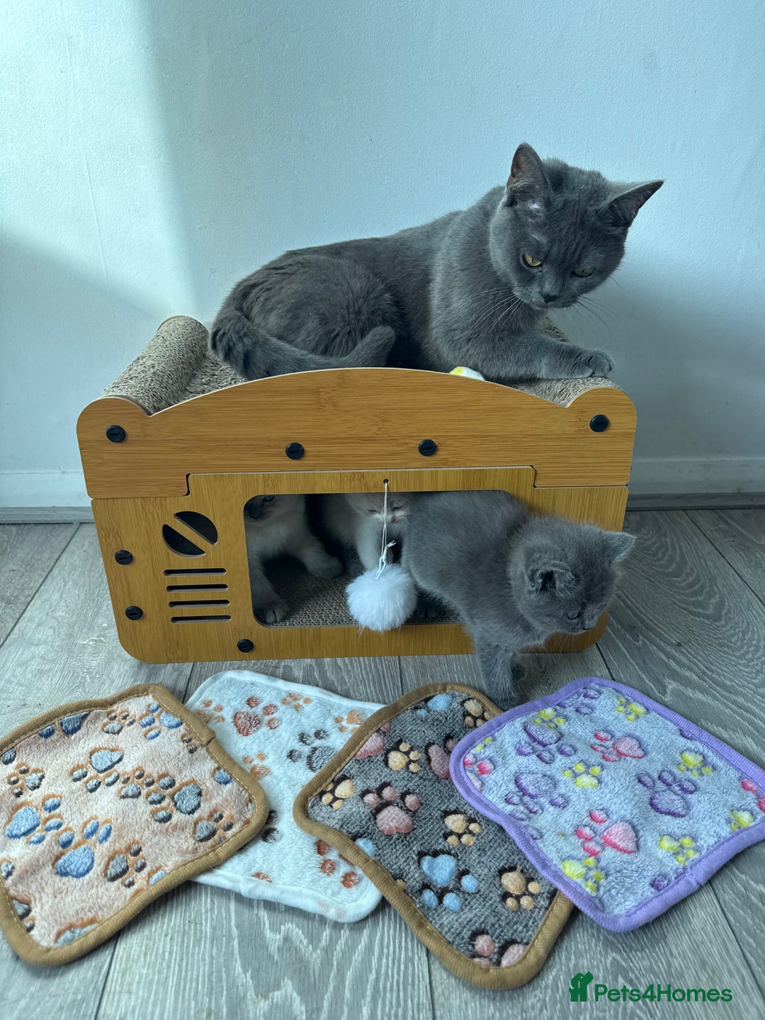 British Shorthair cats for sale: Bsh ragdoll kittens  - Advert 18