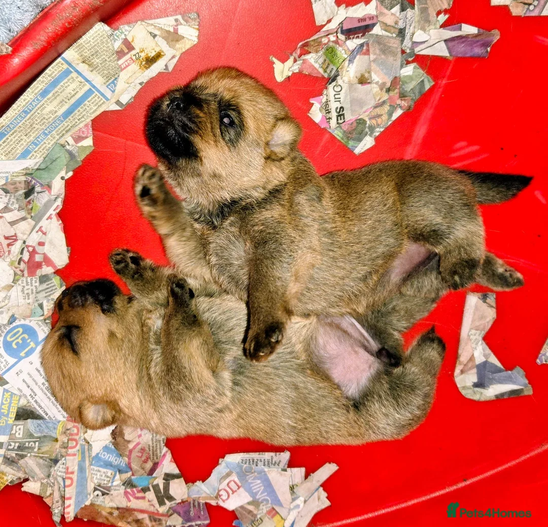 Norfolk Terrier dogs for sale: KC Norfolk Terrier pups - Advert 2