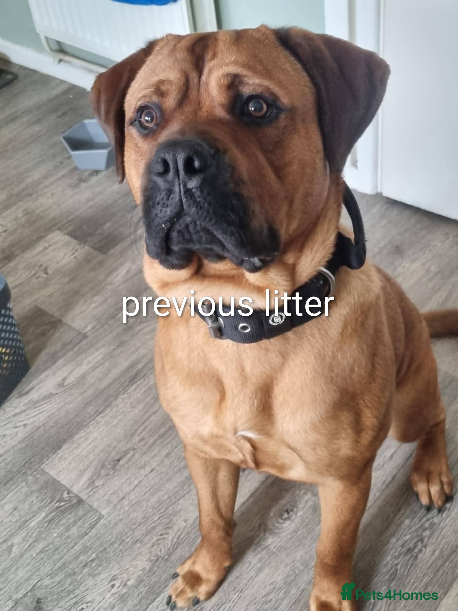 Mixed Breed dogs Rott de Bordeaux  - Advert 1