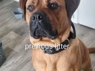 Mixed Breed dogs Rott de Bordeaux - Advert 1