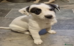Lurcher dogs for sale: 5 lurcher pups looking for forever homes - Image 1