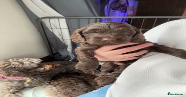 Sproodle dogs  Gorgeous F2 Sproodle Puppies – Family Raised  - Advert 12