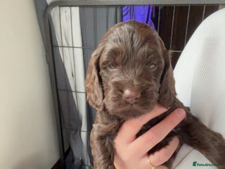 Sproodle dogs Gorgeous Sproodle Puppies – Family Raised - Advert 2