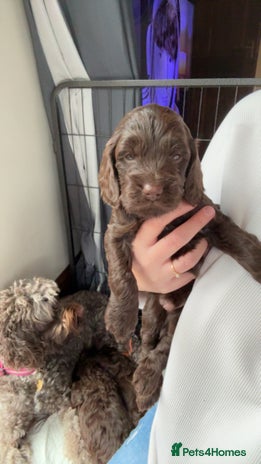 Sproodle dogs Gorgeous Sproodle Puppies – Family Raised - Advert 1