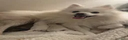 Pomeranian dogs for sale: Pomeranian puppies in Birmingham - Advert 1