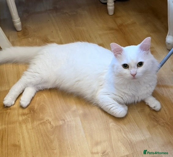 Turkish Van cats White Male Cat 2yr Indoor Friendly - Advert 1