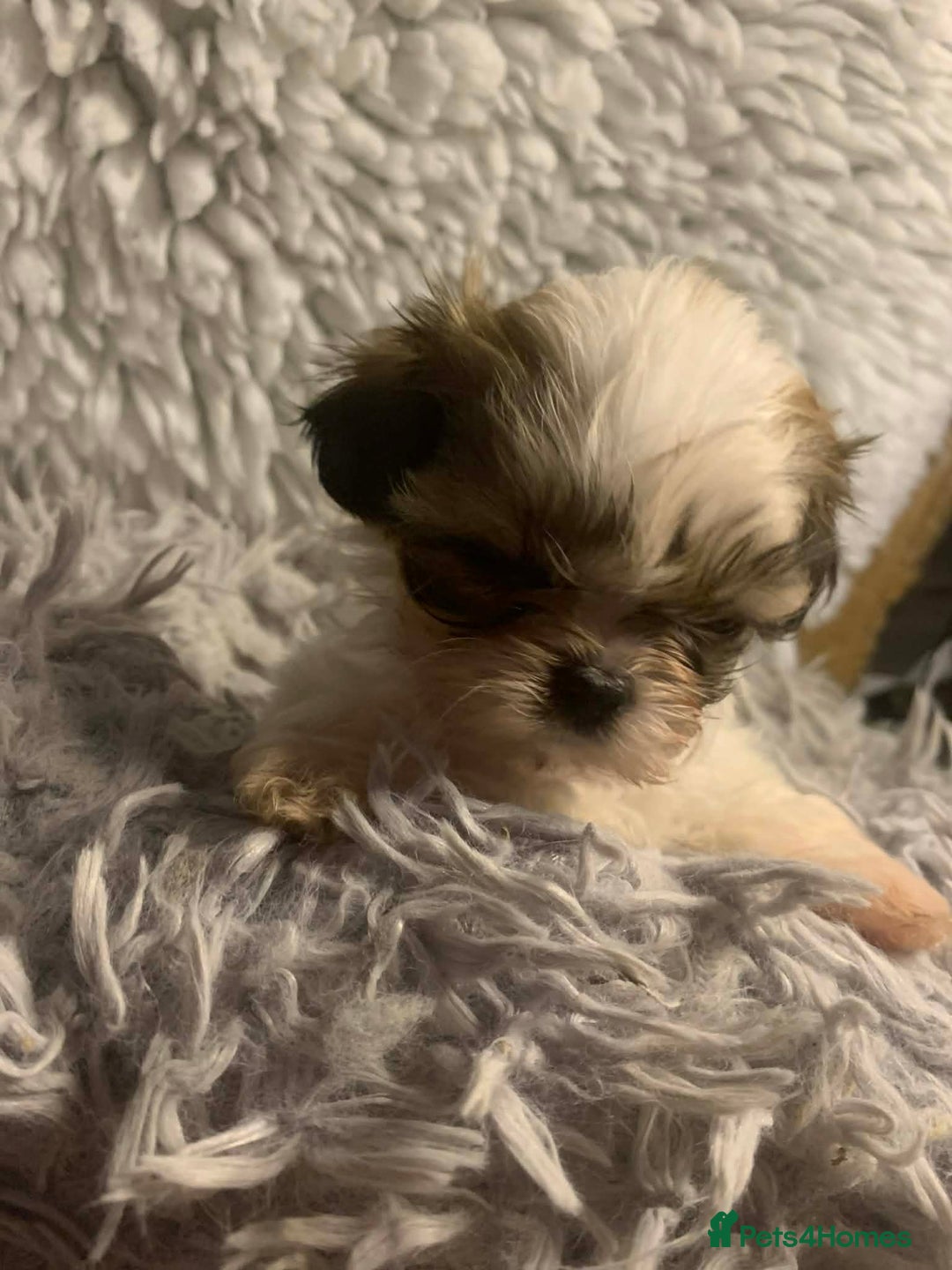 Shih Tzu dogs for sale: Shih Tzu puppies - pure!! - Advert 9