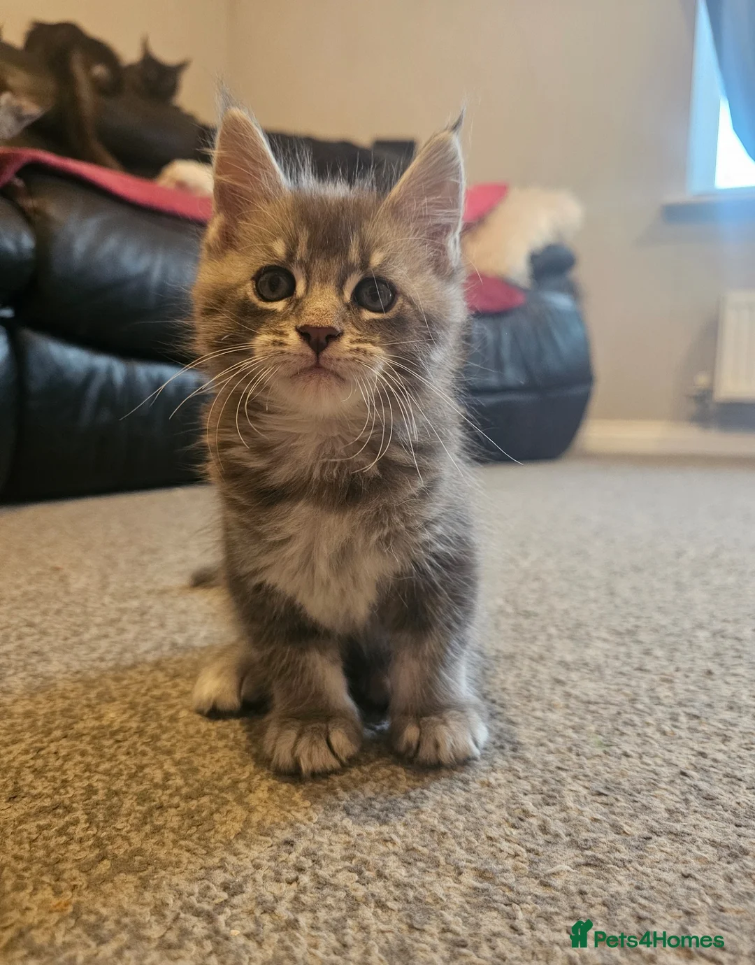 Maine Coon cats for sale: Champion bloodline maine coon kittens TICA - Advert 23