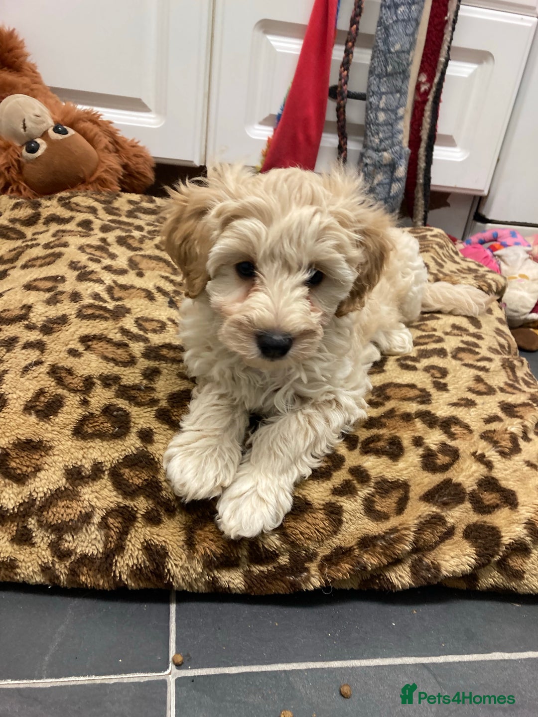 Poodle dogs for stud: KC CHOCOLATE AND WHITE SCHNAUZER STUD MAC +BVA 👍 in Coventry - Advert 28