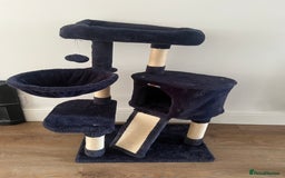 European cats for sale: Kitten (girl) for sale - ready to go  - Image 3