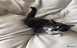 Mixed Breed cats for sale: Beautiful Mixed Breed Kitten  - Image 7