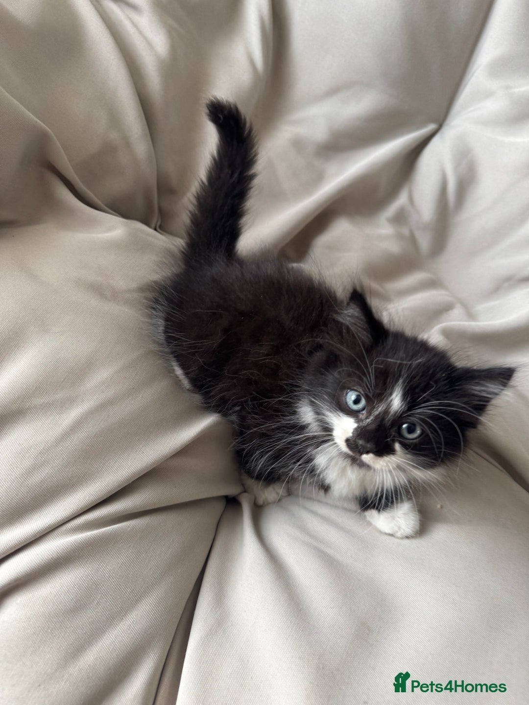 Mixed Breed cats for sale: Beautiful Mixed Breed Kitten  - Image 7
