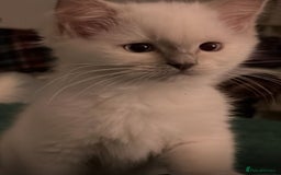 Ragdoll cats for sale: Pure ragdoll mitted blue/seal tortie kittens - Advert 13