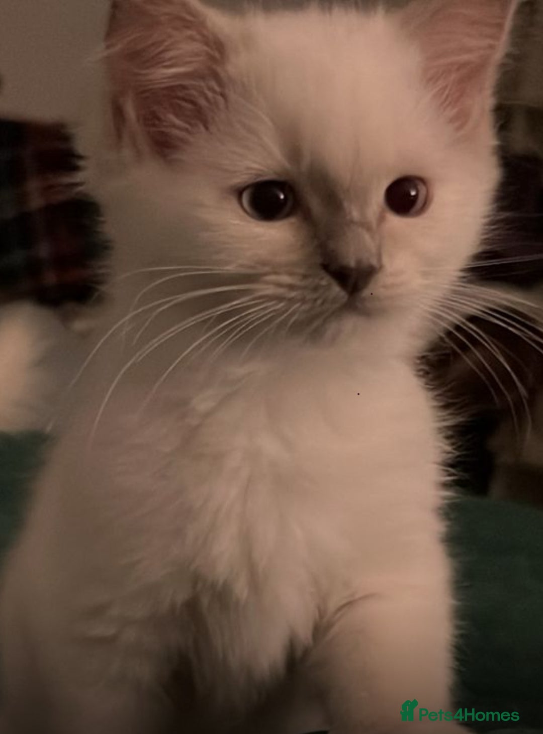 Ragdoll cats for sale: Pure ragdoll mitted blue/seal tortie kittens - Advert 13