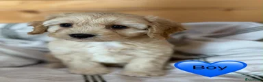 Cavapoo 1