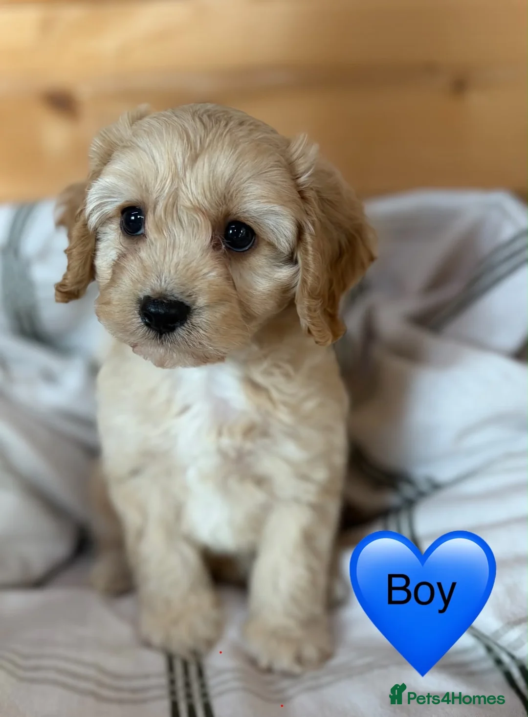 Cavapoo dogs for sale: Ready now Cavapoo puppies !!! - Advert 4