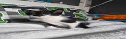Mixed Breed cats for sale: Kittens - Advert 7