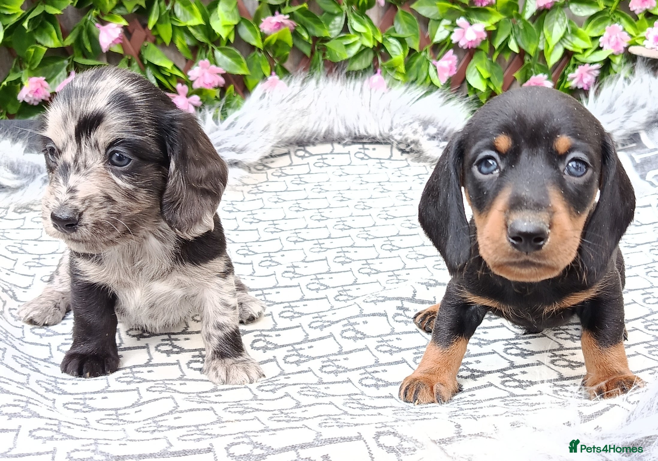 Miniature Dachshund dogs STUNNING LH /SMOOTH MINI KC REG PRA CLR - Advert 8
