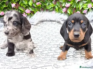 Miniature Dachshund dogs STUNNING LH /SMOOTH MINI KC REG PRA CLR - Advert 8