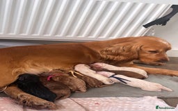 Cockapoo dogs for sale: Cockapoo puppies  - Advert 17