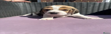 Beagle Puppy 6