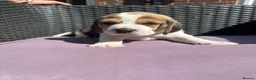 Beagle dogs for sale: Stunning Beagle puppies  - Advert 23