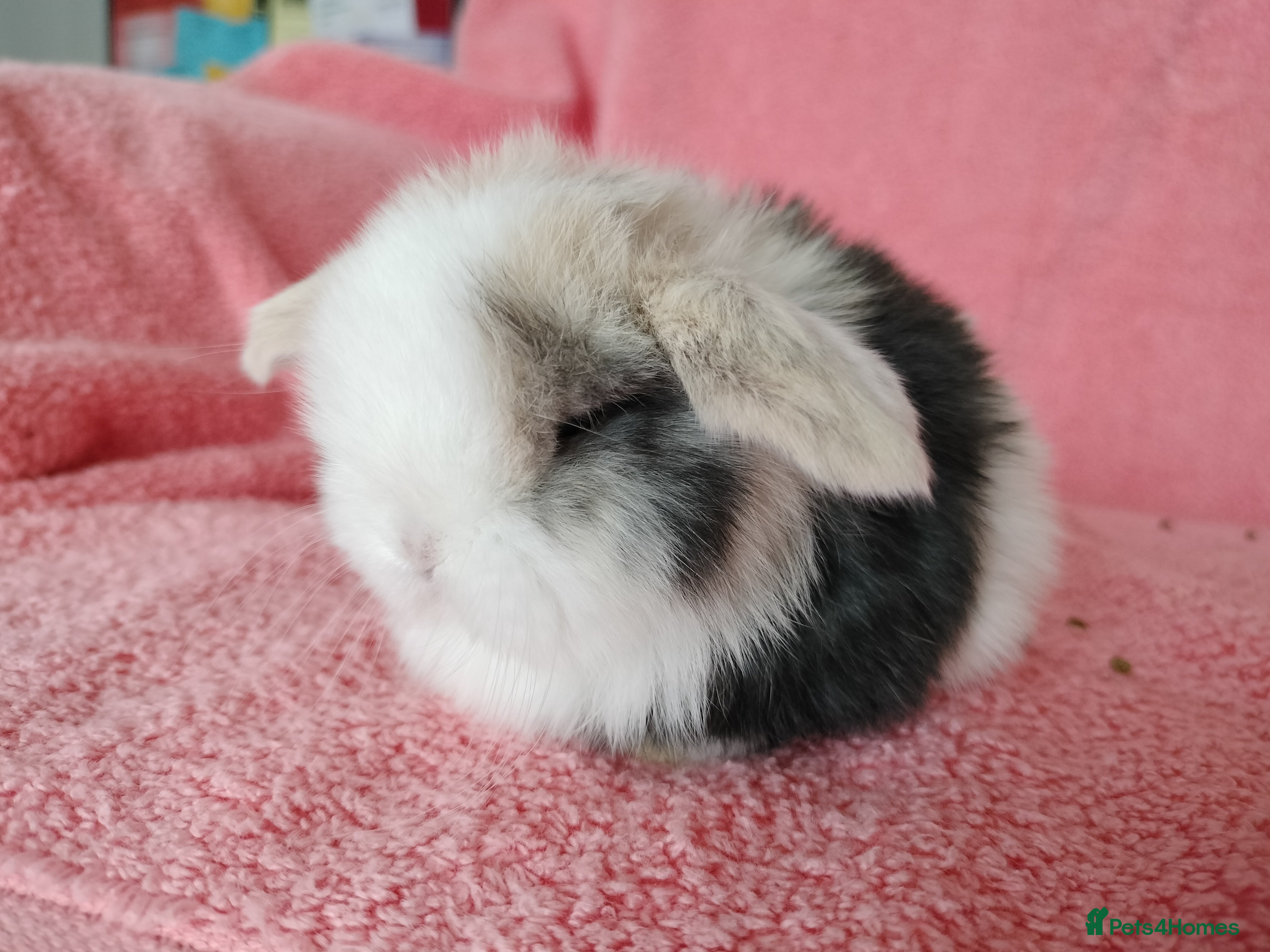 Mini Lop rabbits Baby mini lops for sale  - Advert 1
