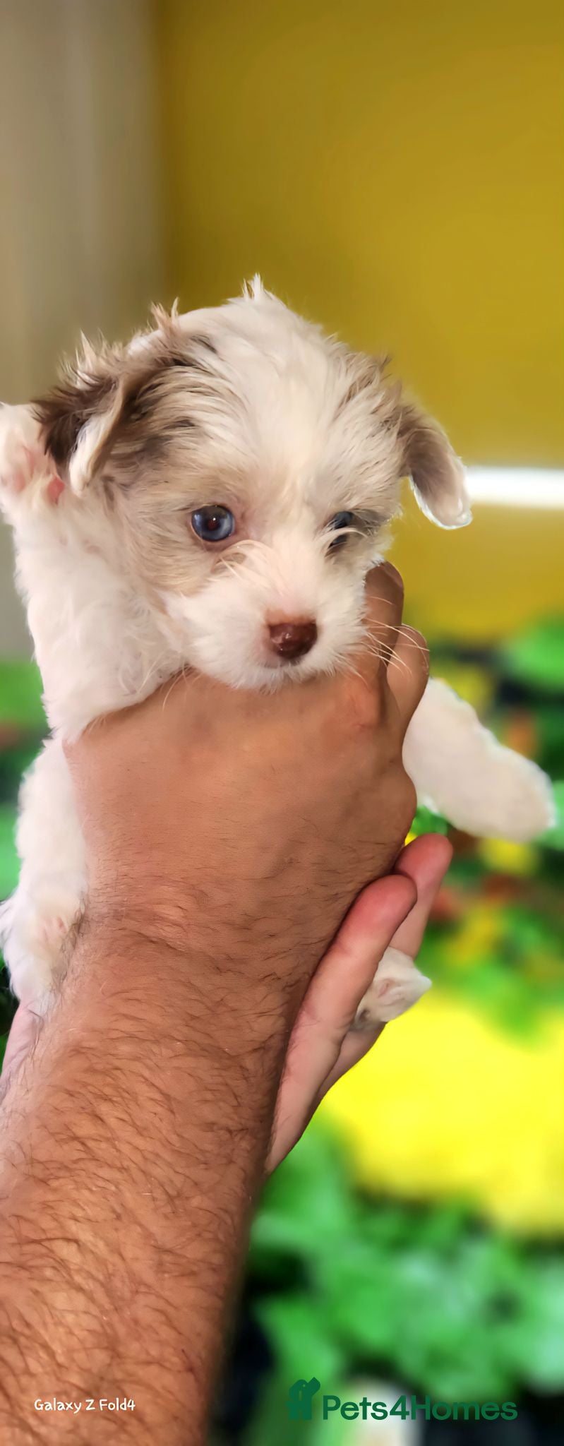 Yorkshire Terrier dogs Rare Colour Yorkshire Terriers • IHR • DNA Tested  - Advert 1