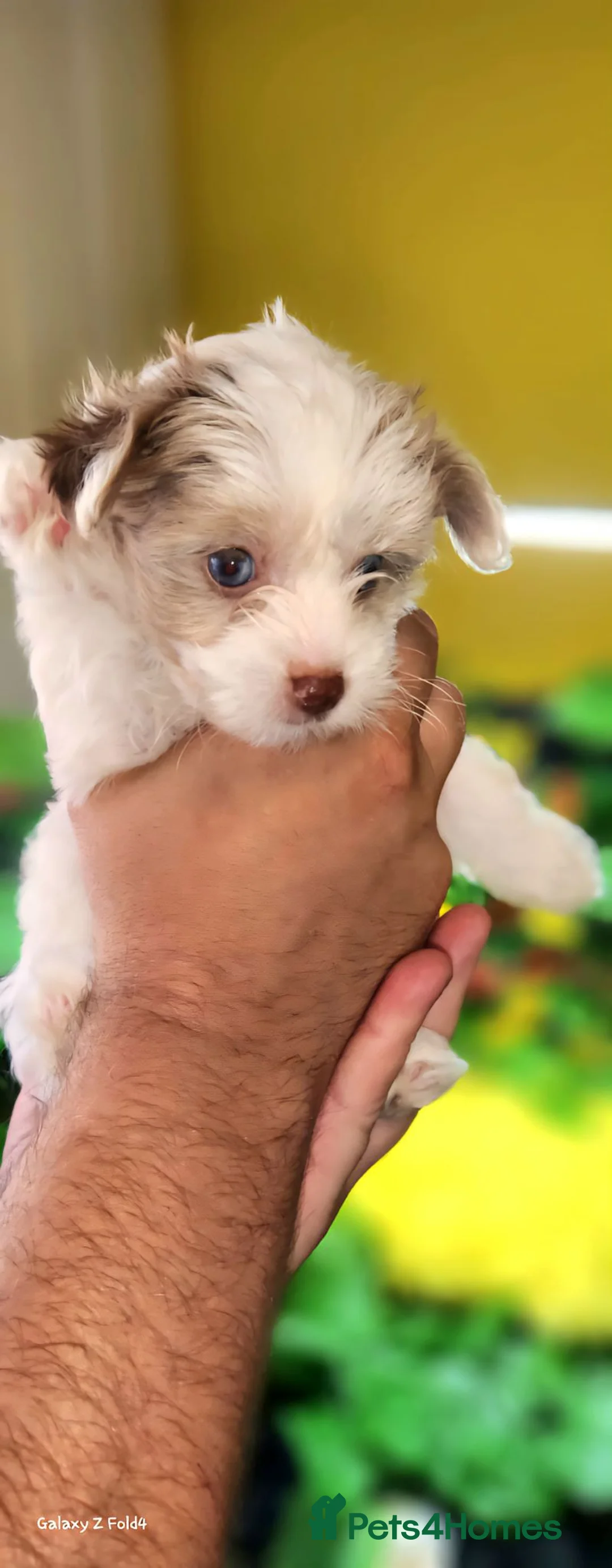 Yorkshire Terrier dogs for sale: Rare Colour Yorkshire Terriers • IHR • DNA Tested  - Advert 1