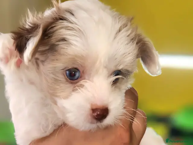 Yorkshire Terrier dogs for sale: Rare Colour Yorkshire Terriers • IHR • DNA Tested - Advert 1